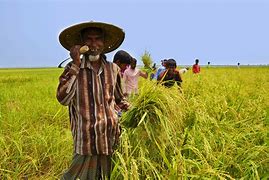 Image result for Farmer Tamil Wikipedia