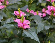 Image result for Chelone lyoni Hot Lips