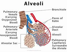 Image result for alveoko