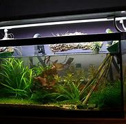 Image result for Shrimp for Fish Tank