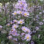 Image result for Aster laevis Calliope