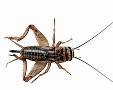 Image result for Silent Crickets
