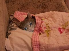 Image result for Crying Cat Meme in Bed