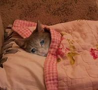 Image result for Crying Cat in Bed