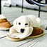 Image result for Cute Dog Pics Funny
