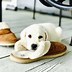 Image result for Funny Dogs Chill