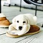 Image result for Cute Dog Pics Funny