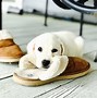Image result for Funny Infomercial Ideas Puppies