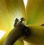 Image result for Cute Ant