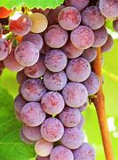 Image result for Catawba Grapes