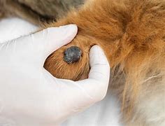 Image result for Canine Warts