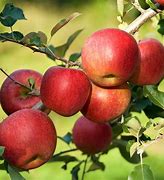 Image result for Red Fuji Apple Tree