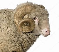 Image result for 5 Year Old Ram
