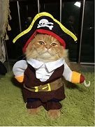 Image result for Cat Pirate Costume