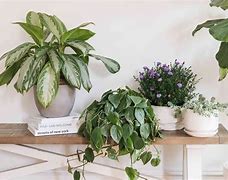Image result for angel plant care tips