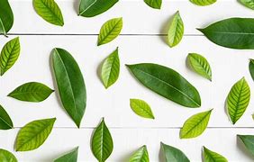 Image result for White Leaf Wallpaper