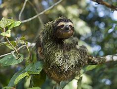 Image result for Sloth with Algae
