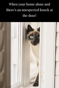 Image result for Scared Cat Meme