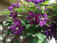 Image result for Clematis Vines