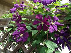 Image result for Purple Clematis Plant