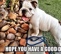 Image result for Have a Great Day Dog Meme