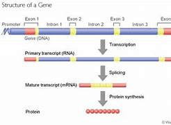 Image result for Introns and Exons Diagram