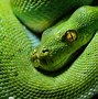 Image result for Things That Are Green