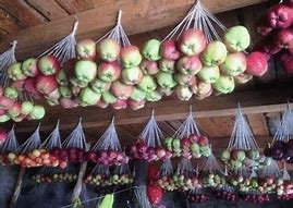 Image result for Apples Are Fruits