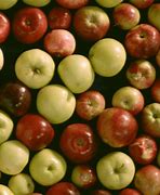 Image result for Us Apple Varieties