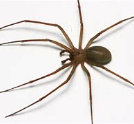 Image result for Brown Recluse Spider in Pennsylvania