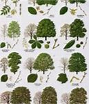 Image result for Tree Leaves Identification