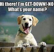 Image result for Funny Hello Dog Memes