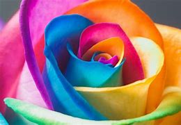 Image result for iPad Wallpaper Free Flower Rainbow
