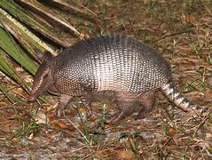 Image result for Armadillo with Hat