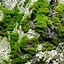 Image result for What Types of Moss Grow On Rocks