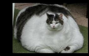 Image result for Big Kitty Cat