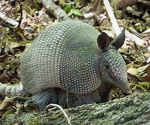 Image result for Local Band The Armadillos