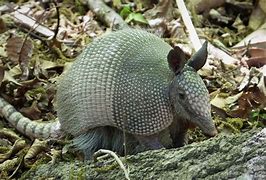 Image result for Armadillo Clip Art Black and White