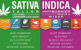 Image result for Indica vs Sativa for Anxiety