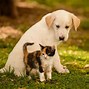 Image result for Puppy and Kitten Computer Case