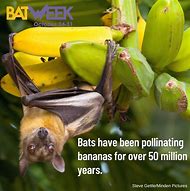 Image result for Bats Pollinating