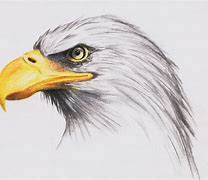 Image result for Simple Pencil Drawings of Eagle