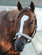 Image result for Ziconic Horse
