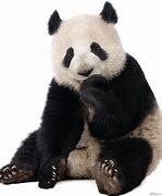 Image result for Panda Bear Standing