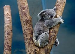 koalas 的图像结果