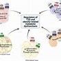 Image result for Beta 2 Receptors Actions