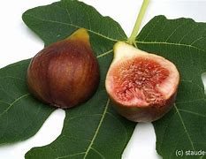 Ficus carica Brunswick-க்கான படிம முடிவு