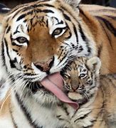 Image result for Parental Control Tiger Mom