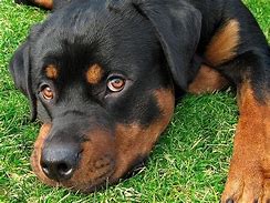 Image result for Do Stray X Rottweiler