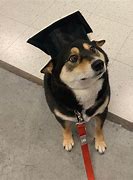 Image result for Graduation Dog Meme
